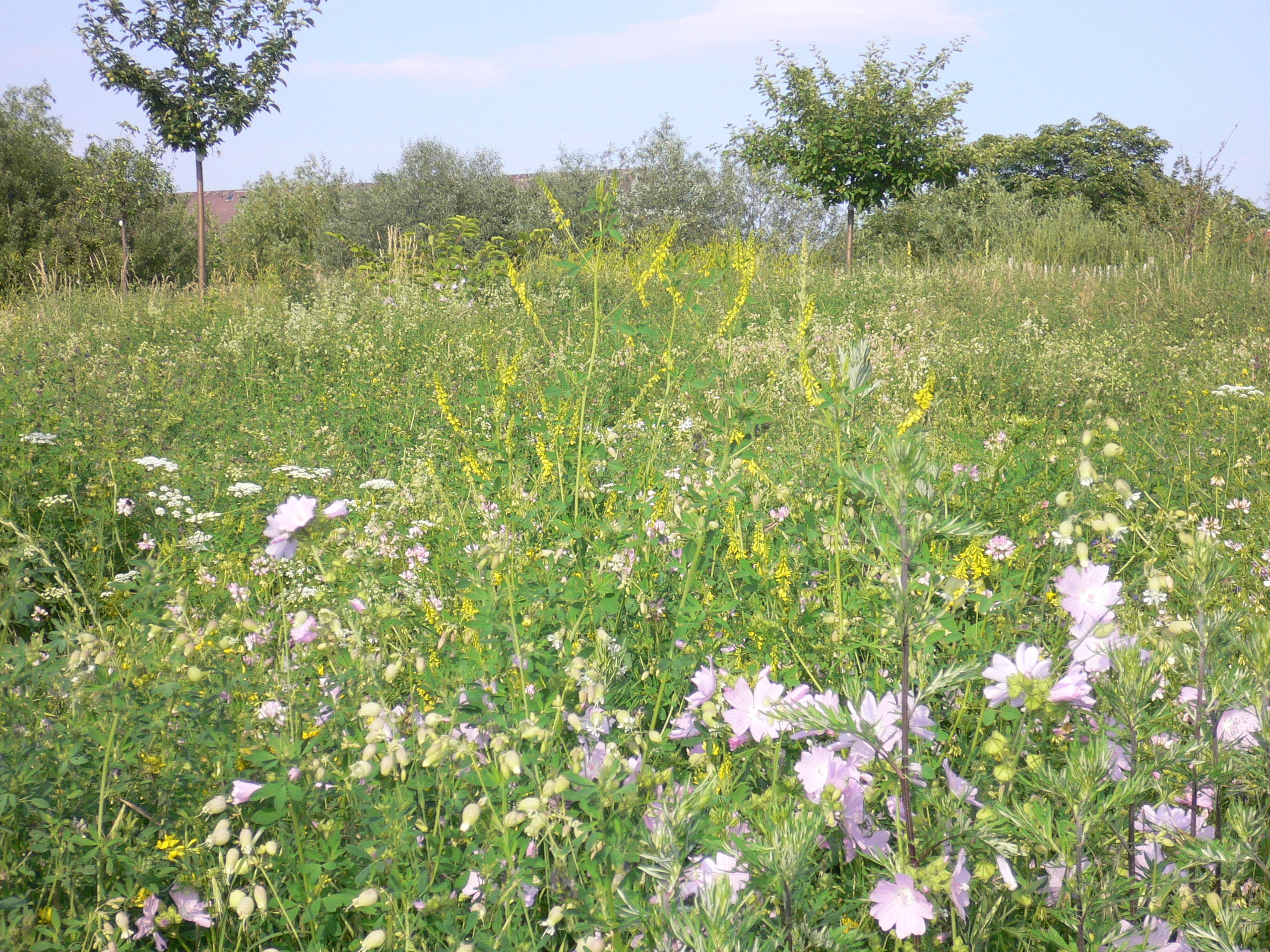 Landscape Nature Stock II