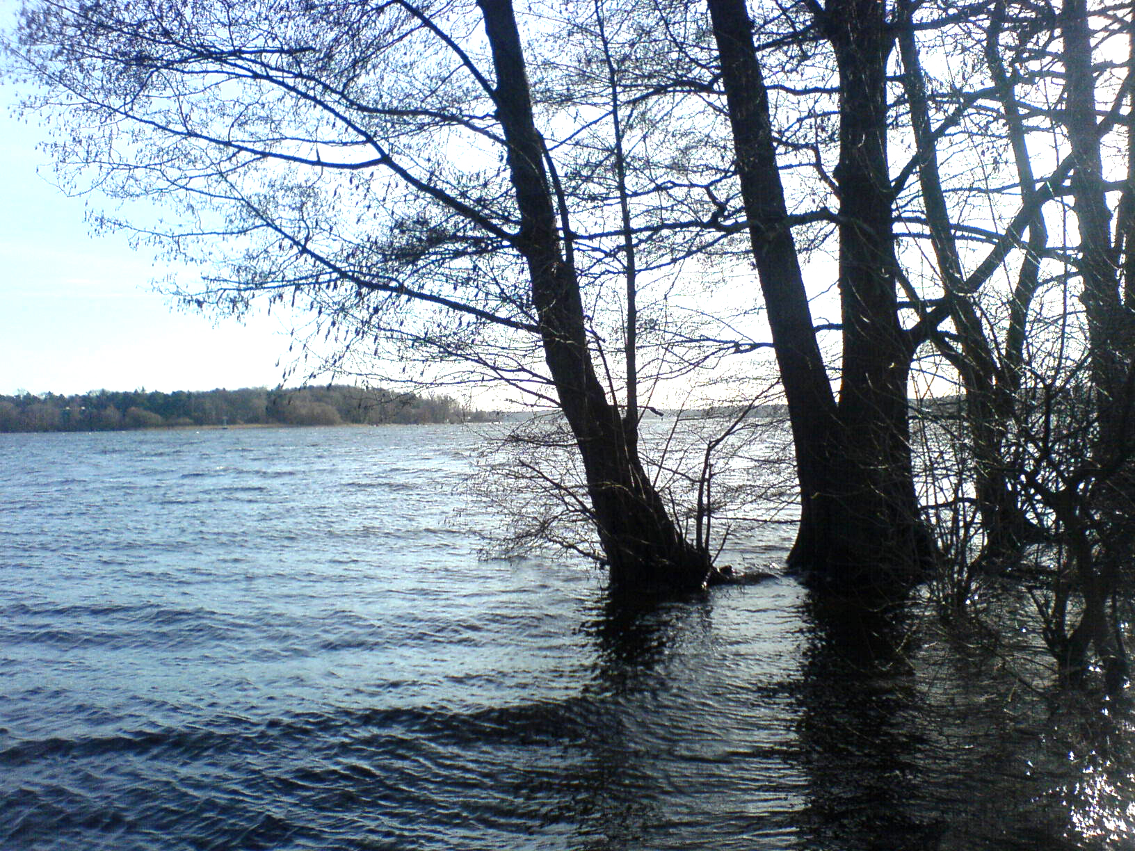 Trees in High Water STOCK III