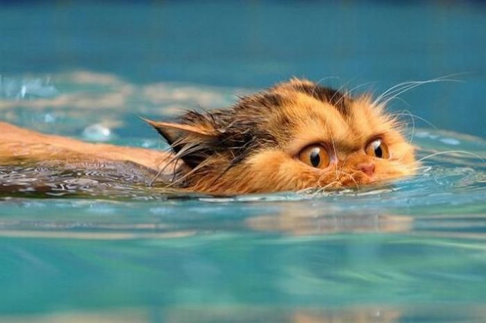 Water Cat