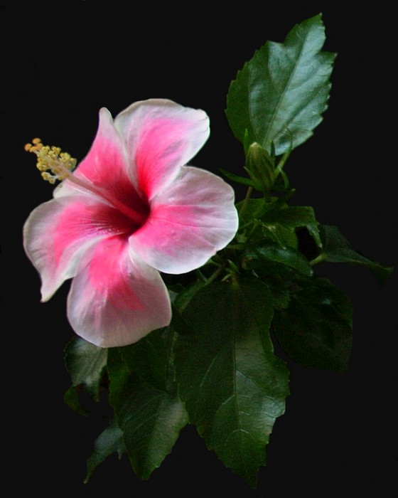 The white and pink hibiscus