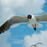 Flying Seagull