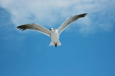 Flying Seagull 3