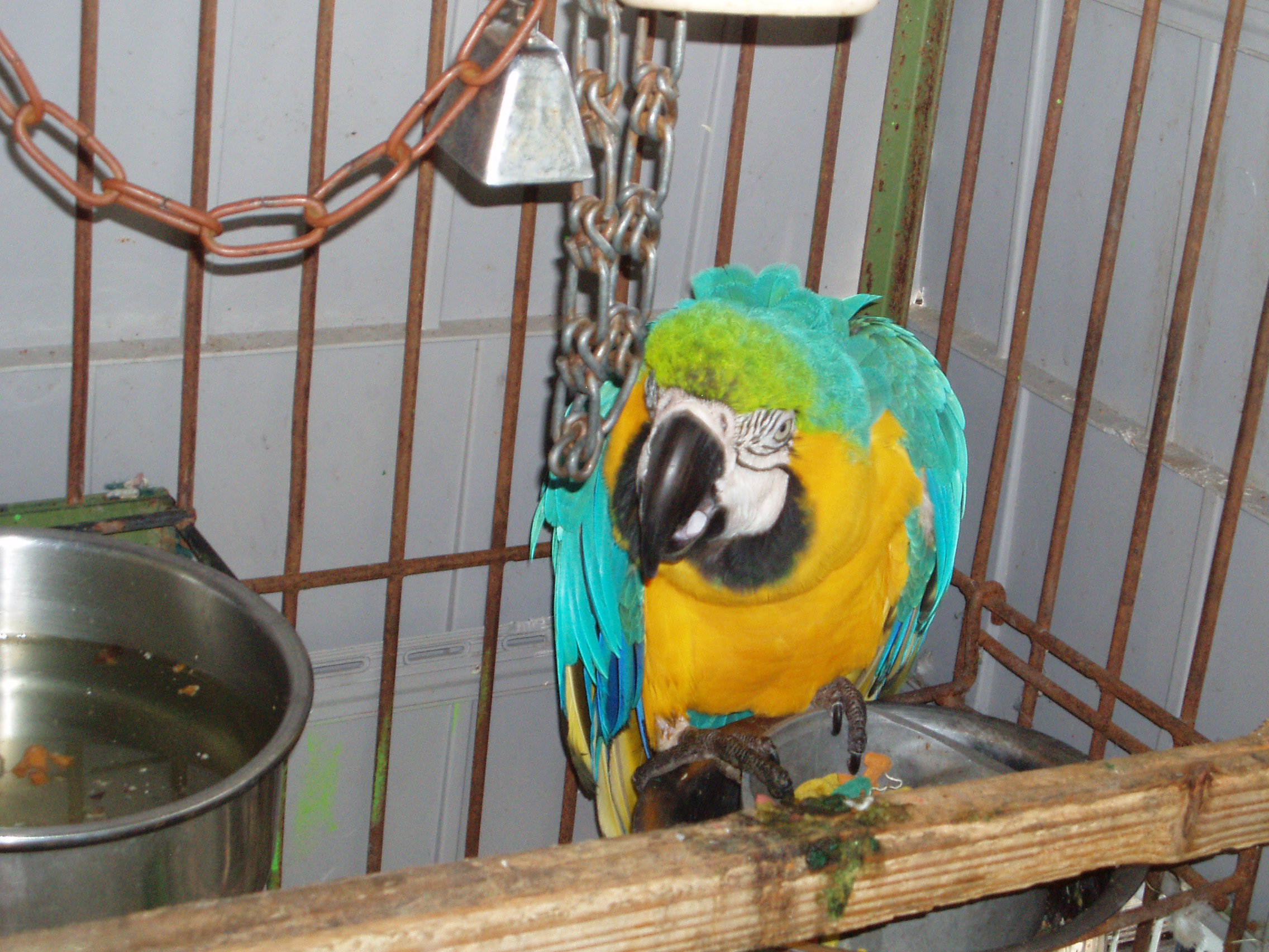 Macaw 06