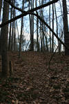 Forest Path by dlc-nature-stock