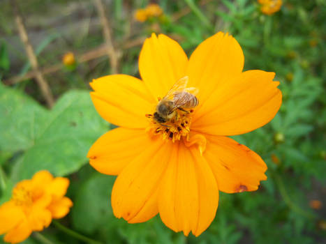 Yellow Bee + Flower - Onision