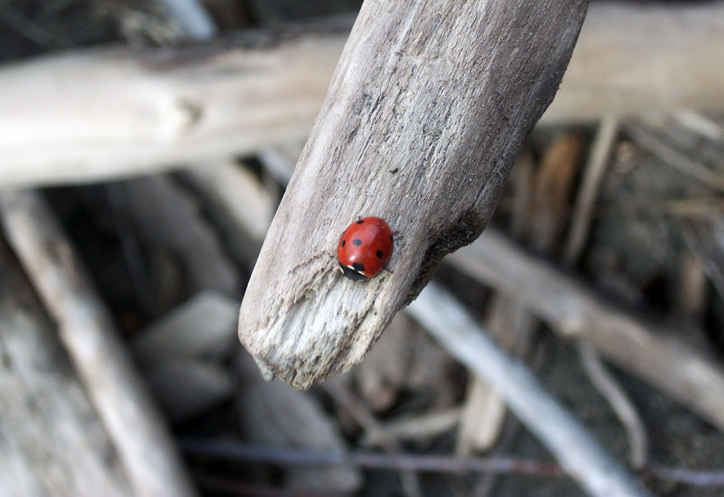 The Ladybug