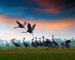 Red-headed crane by hoangnamphoto