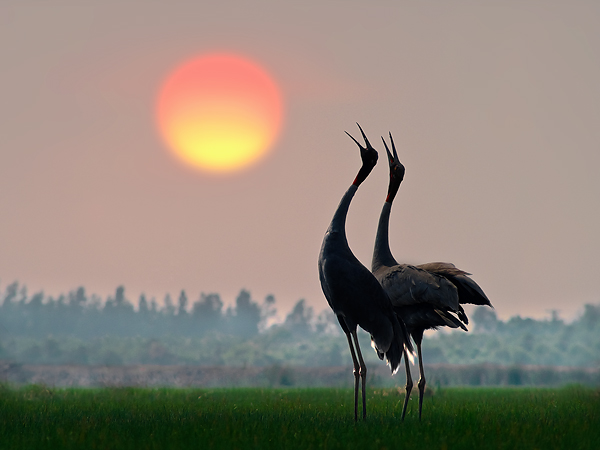 Red-headed crane