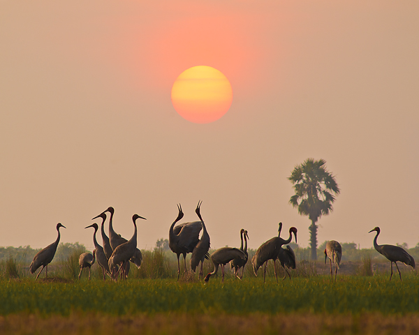 Red-headed crane