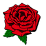 Red Rose