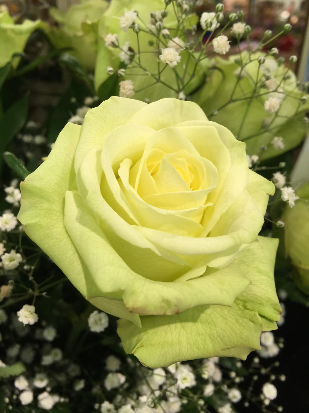 A Dazzling Yellow Rose