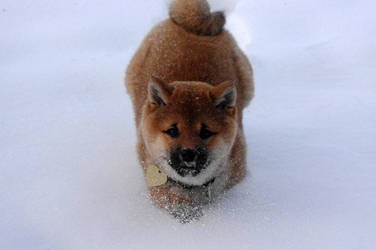 Shibainulove Deviantart Shibainulove Deviantart