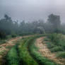 Foggy path