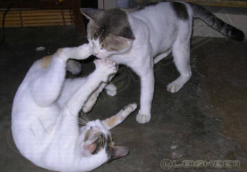 Cat Brawl?