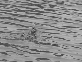 Mother Duck has all answers BW
