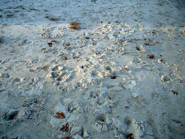 Prints in the sand