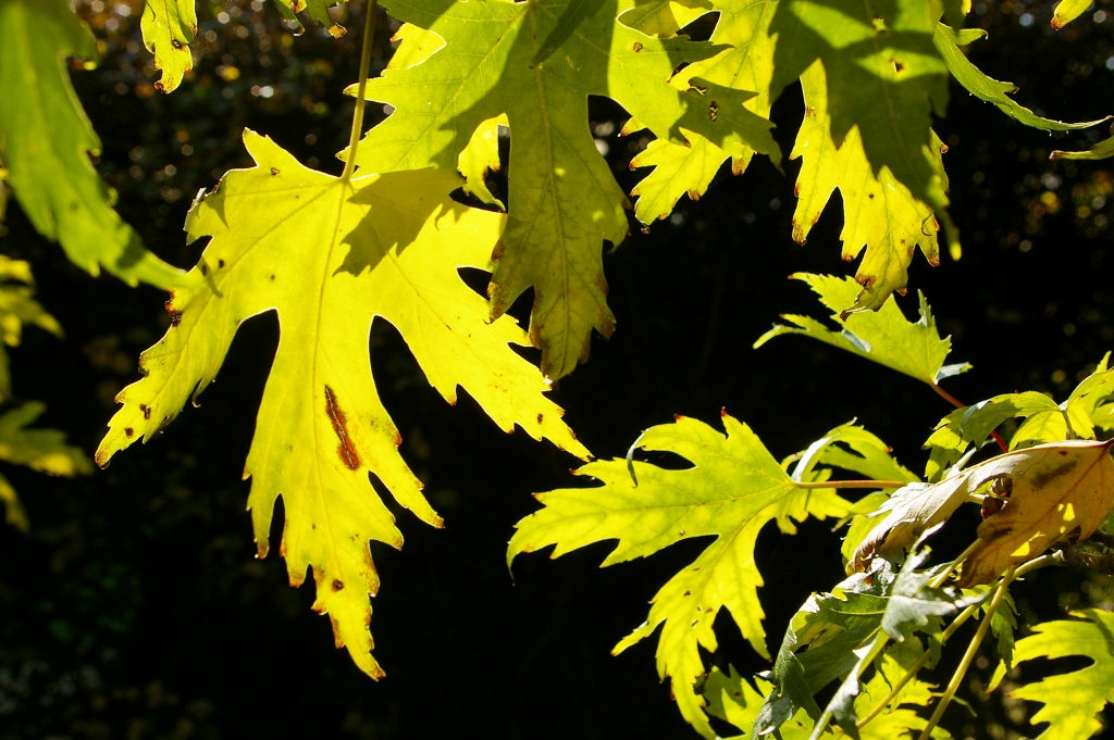 acer saccarinum