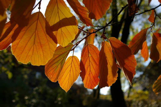 Hamamelis