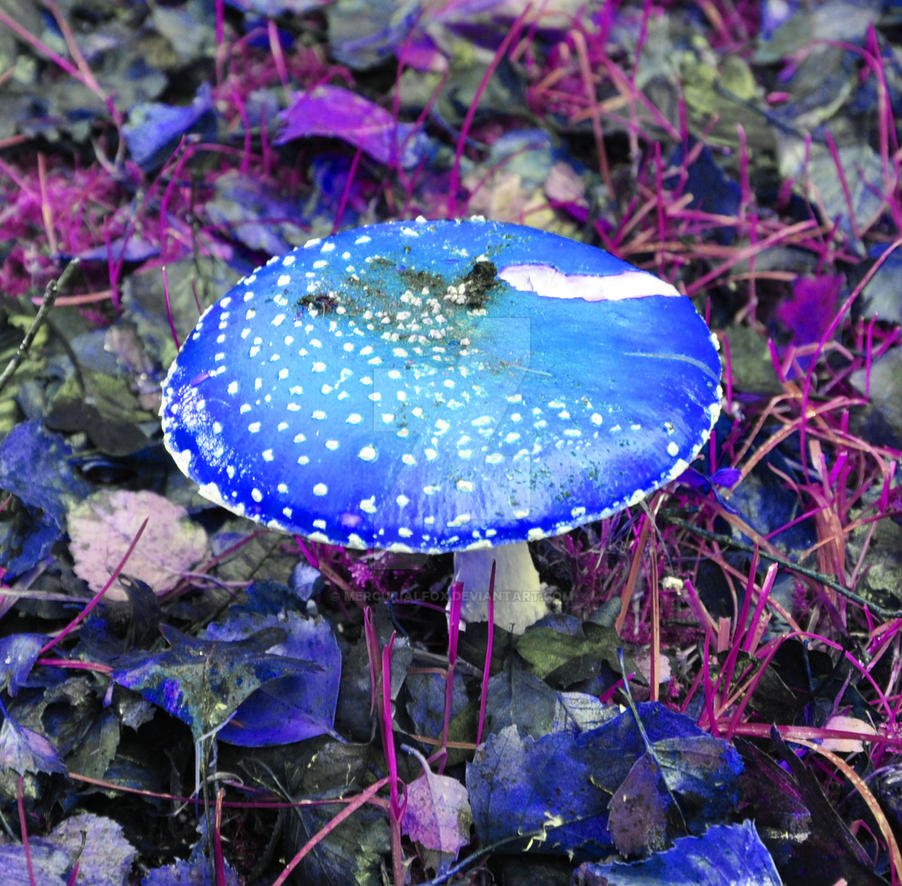 blue_magic_mushroom_by_dragon_flame13-d5
