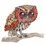 Flamulated Owl