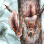 Draw My Photo:Squirrel Twins