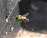 Leaf Cutter Bee by mercurialfox