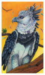 Harpy Eagle