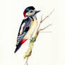 Woodpecker Watercoour Sketch