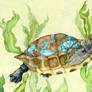 Troja Red Necked Turtle