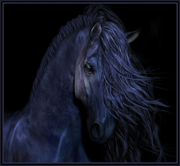 Лошадь на черном фоне. Фризская лошадь. Черный конь. Конь на черном фоне. Синяя лошадь.