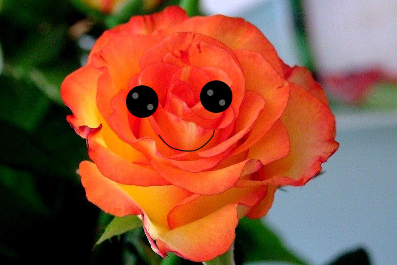 Happy Rose by DropDeadCake on DeviantArt