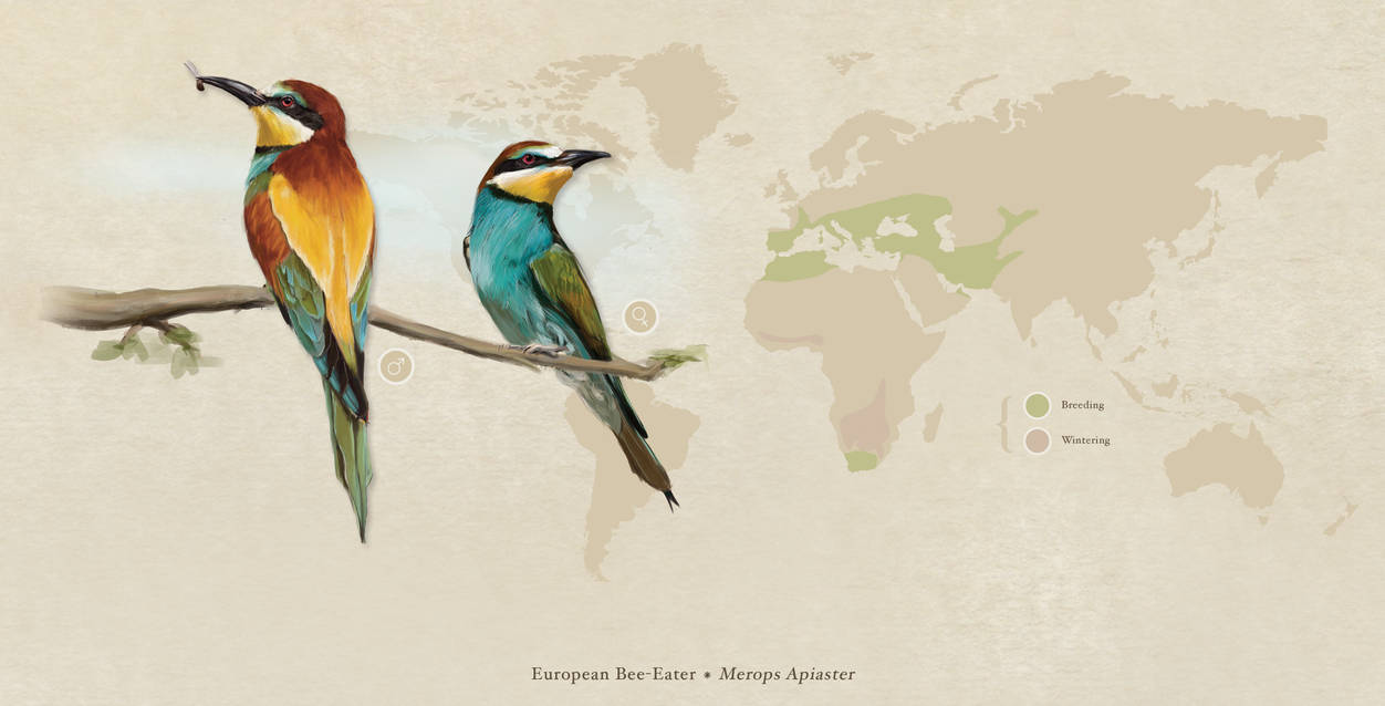 European Bee-eater (Merops Apiaster) by Aracama
