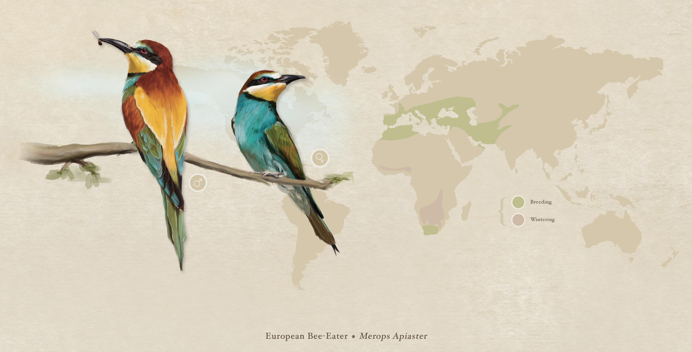European Bee-eater (Merops Apiaster) by Aracama
