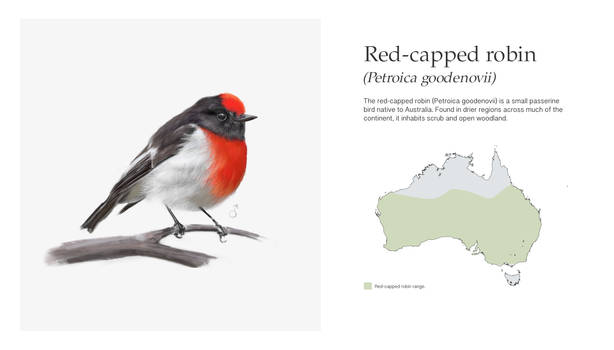 Red Capped Robin- Petroica goodenovii