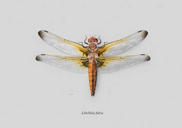 Female Scarce dragonfly (Libellula fulva)