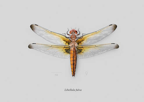 Female Scarce dragonfly (Libellula fulva)