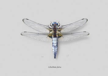 Male Scarce dragonfly (Libellula fulva)