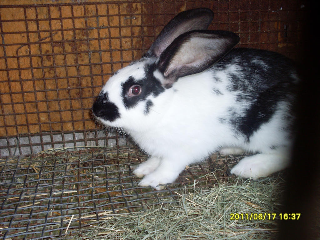 Rabbit 22 by balint2002 on DeviantArt