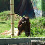 Nyiregyhaza Orangutan