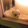 Little polar bear cub