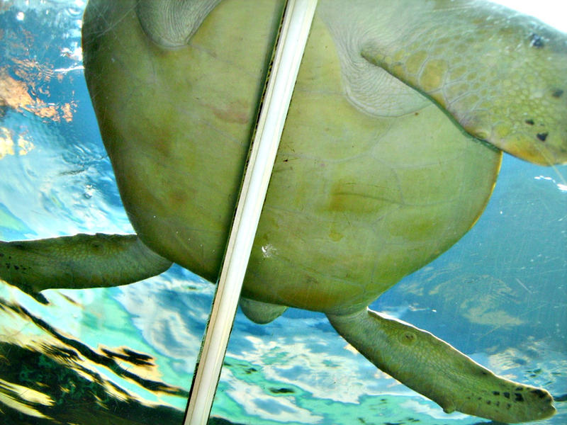 Under The Shell Under The Shell by nick-canislupus on DeviantArt