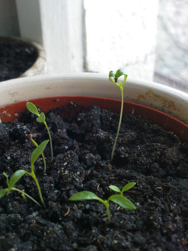 Parsley Love