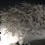 Snowy Tendrils