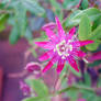 Passion Flower