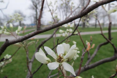 Magnolia