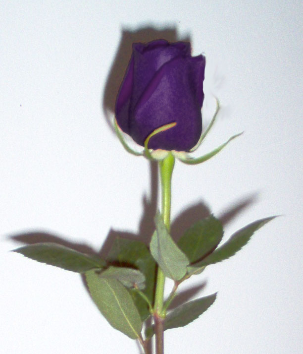 Purple Rose