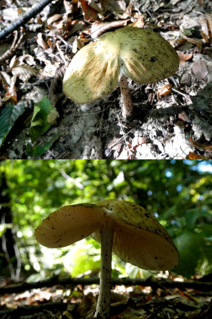 winged mushroom...