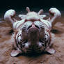 DALL-E 3 (Realistic, Tiger) IMG_6184