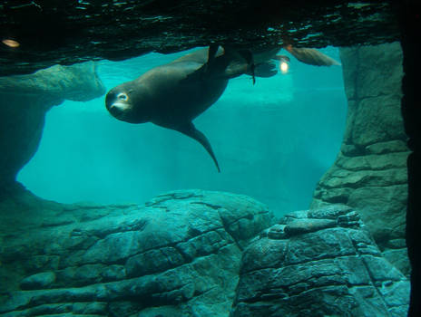 Solitary Sea Lion