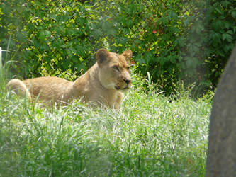 Lion Stare 1